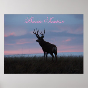 D3 Mule Dee Sunrise Buck Poster