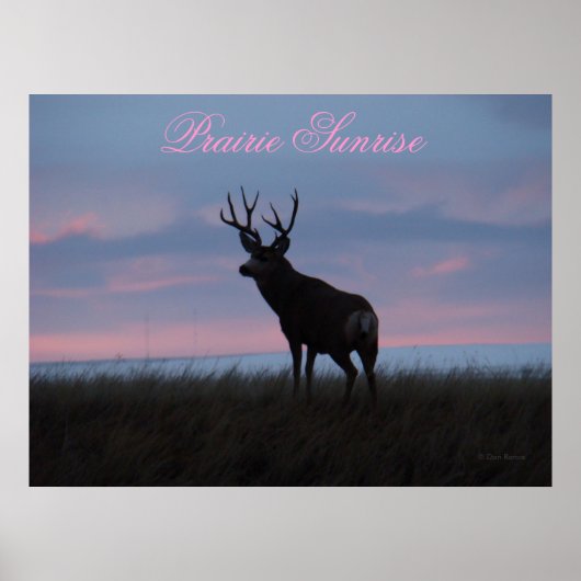 D3 Mule Dee Sunrise Buck Poster (Vorne)