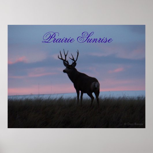 D3 Mule Dee Sunrise Buck Poster (Vorne)