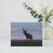 D3 Mule Dee Sunrise Buck Postkarte (Stehend Vorderseite)