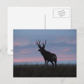 D3 Mule Dee Sunrise Buck Postkarte (Vorne/Hinten)