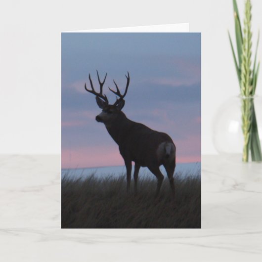 D3 Mule Deer Buck Sunrise Buck Karte (Vorderseite)