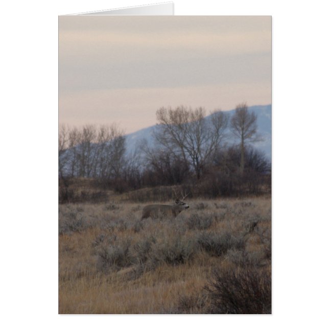 D4 Mule Deer Buck and Sweet Grass Hills (Vorne)