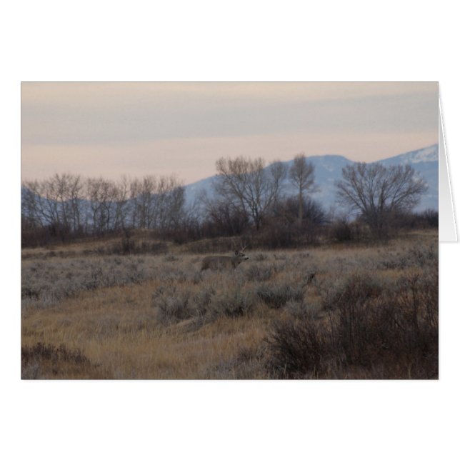 D4 Mule Deer Buck and Sweet Grass Hills (Vorderseite (Horizontal))