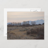 D4 Mule Deer Buck and Sweet Grass Hills Postkarte (Vorne/Hinten)