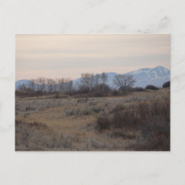 D4 Mule Deer Buck and Sweet Grass Hills Postkarte