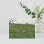 D5 Maultierhirsch Weibchen und Kitz Postkarte (Stehend Vorderseite)