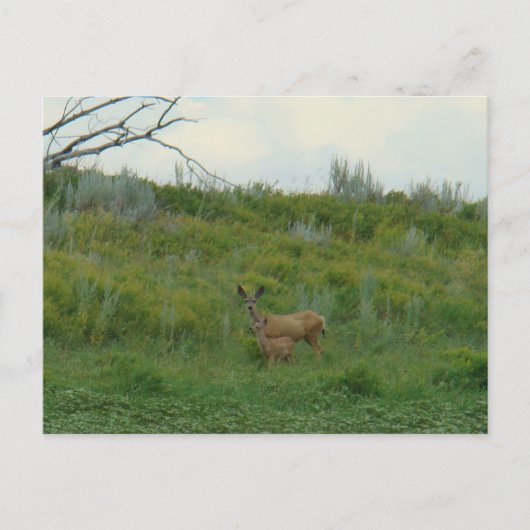 D5 Maultierhirsch Weibchen und Kitz Postkarte (Vorderseite)
