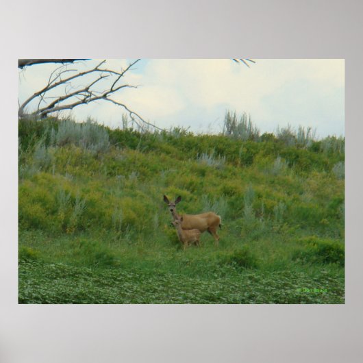 D5 Maultierhirschweibchen und Kitz Poster (Vorne)