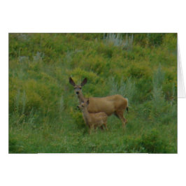 D5 Mule Deer Doe and Fawn