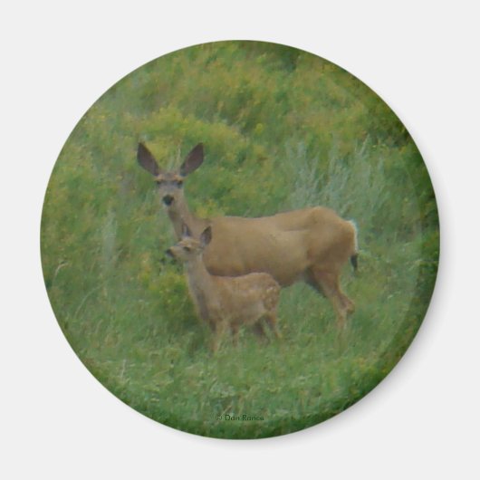 D5 Mule Deer Doe and Fawn Magnet (Vorne)