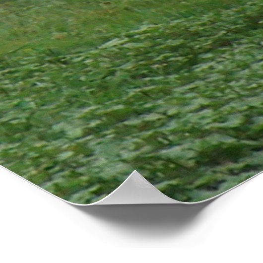 D5 Mule Deer Doe and Fawn Poster (Ecke)