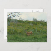 D5 Mule Deer Doe and Fawn Postkarte (Vorne/Hinten)