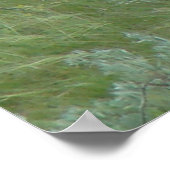 D6 Weißschwanzhengste Poster (Ecke)