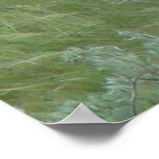 D6 Weißschwanzhengste Poster (Ecke)