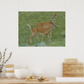 D6 Weißschwanzhengste Poster (Küche)