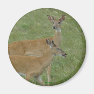 D6 Weißwedelhirsch Frühjahrsböcke Magnet