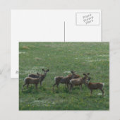 D7 Maultierhirsche im Frühling Postkarte (Vorne/Hinten)