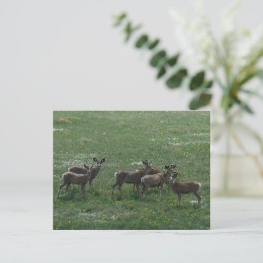 D7 Mule Deer Bucks im Frühjahr Postkarte (Stehend Vorderseite)
