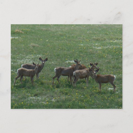 D7 Mule Deer Bucks im Frühjahr Postkarte (Vorderseite)