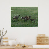 D7 Mule Deer Spring Bug on Green Poster (Küche)