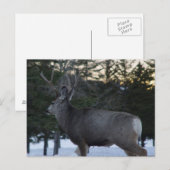 D8 Maultierhirsch Bock Postkarte (Vorne/Hinten)