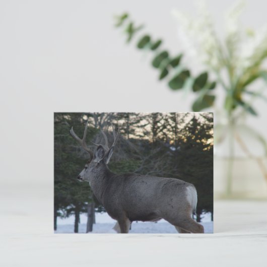 D8 Mule Deer Buck Postkarte (Stehend Vorderseite)