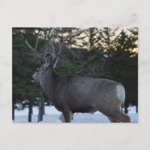 D8 Mule Deer Buck Postkarte