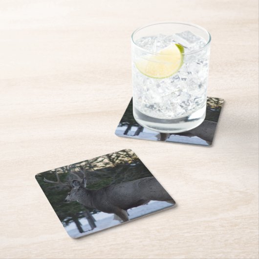 D8 Mule Deer Buck Rechteckiger Pappuntersetzer (Vor Ort)