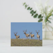 D9 Maultierhirsche im Samthimmel Postkarte (Stehend Vorderseite)