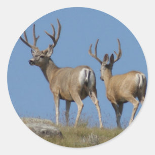 D9 Maultierhirsche im Velvet Runder Aufkleber