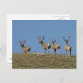 D9 Mule Deer Bucks in Velvet Sky Lined Postkarte (Vorne/Hinten)