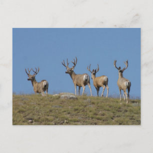 D9 Mule Deer Bucks in Velvet Sky Lined Postkarte