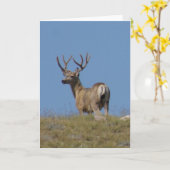 D9a Maultierhirsch-Dollar im Samt Karte (Gelbe Blume)