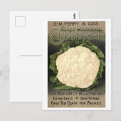 D. M. Ferry & Co. Blumenkohl Werbung für Saatgut Postkarte (Vorne/Hinten)