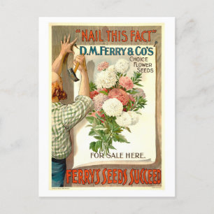 D.M. Ferry Vintag Blume Saatgutwerbung Postkarte