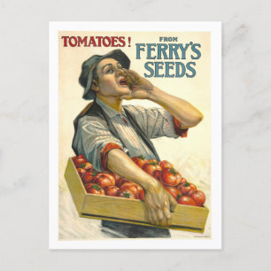 D.M. Ferry Vintag Tomato Samenwerbung Postkarte