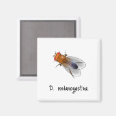 D. Melanogaster-Magnet Magnet (Vorderseite/Rückseite)