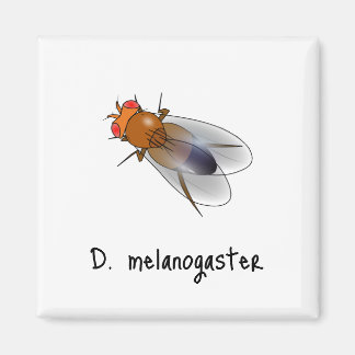 D. Melanogaster-Magnet Magnet