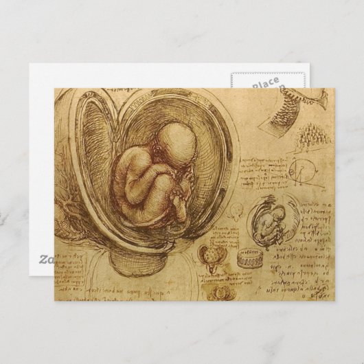 da Vinci - Embryo Sketch Postkarte (Vorne/Hinten)