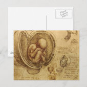 da Vinci - Embryo-Skizze Postkarte (Vorne/Hinten)