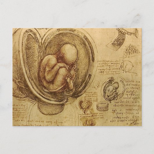 da Vinci - Embryo-Skizze Postkarte (Vorderseite)