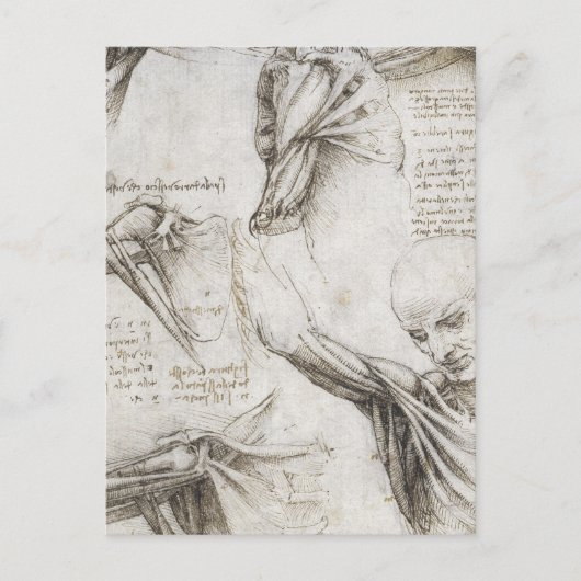 Da Vinci, Leonardo - Anatomie-Studie Postkarte (Vorderseite)