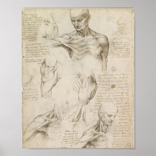 Da Vincis oberflächliche Anatomie der Schulter Poster (Vorne)
