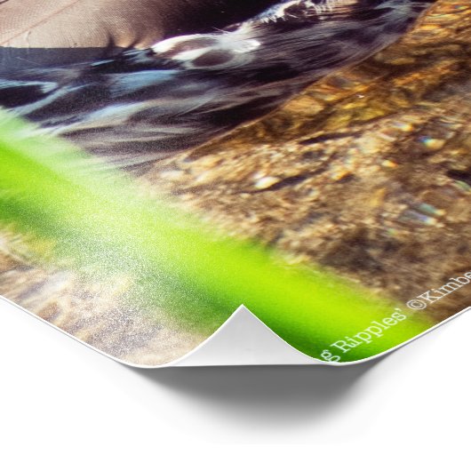 Dabbling Ripples Fotodruck (Ecke)