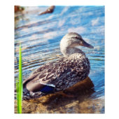 Dabbling Ripples Fotodruck (Vorne)