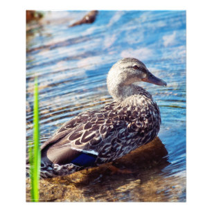 Dabbling Ripples Fotodruck