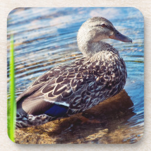 Dabbling Ripples Getränkeuntersetzer