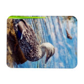 Dabbling Ripples Magnet (Horizontal)