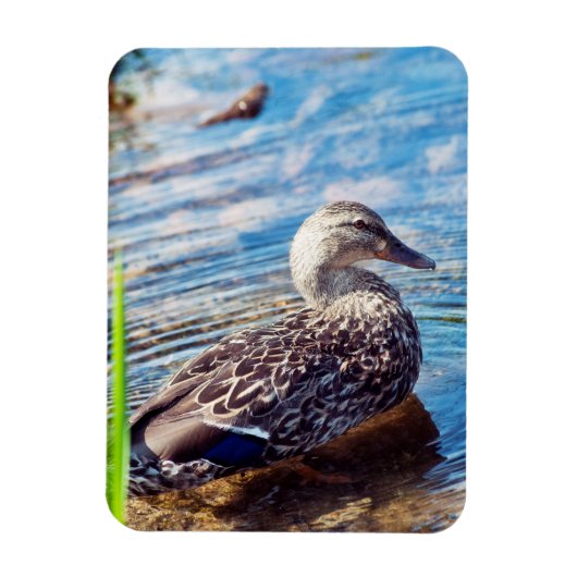 Dabbling Ripples Magnet (Vertikal)